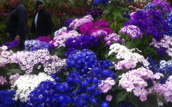 Wintergardens colour Wintergardens colour